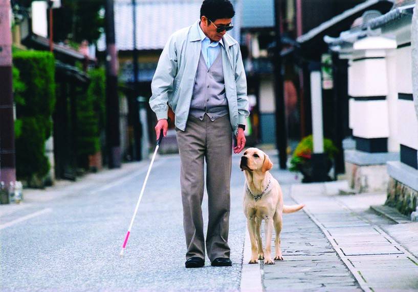 講述小Q出世後到導盲犬中心訓練，然後成為中年失明的渡邊先生的導盲犬，大家經過磨合後成為最佳拍檔。